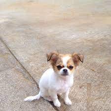 Chin Wa Japanese Chin Chiuauiua Mix Puppy 4 Months Old Cute Animals Rare Dog Breeds Hybrid Dogs