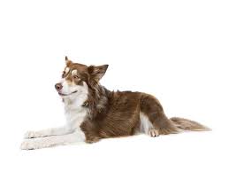Maybe you would like to learn more about one of these? Tricolor Border Collies An Ultimate Guide All Things Dogs All Things Dogs