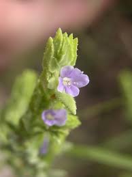 Image result for Stemodiopsis