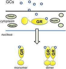 Presently, lim co occupies the position of president for aqua boracay hotel & resort, inc. Impact Of Downstream Effects Of Glucocorticoid Receptor Dysfunction On Organ Function In Critical Illness Associated Systemic Inflammation Intensive Care Medicine Experimental Full Text