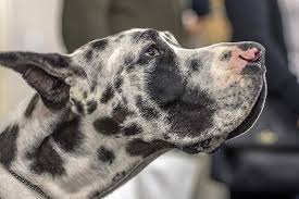 Let's dive right in with a lovely harlequin great dane puppy, sitting in a giant mug. Great Dane Dog Breed Pictures 7