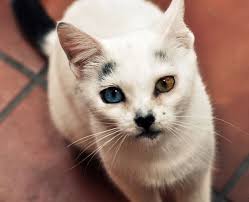 Tidak ada jenis kucing tunggal dengan mata berwarna yang berlainan. Mengapa Kucing Mempunyai 2 Warna Mata Berbeza Kongxie Kongsi Artikel Dan Berita Berinformasi Gambar Video Resepi Dan Cerita Lawak