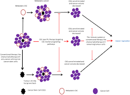 Colorectal cancer (also called rectal or colon cancer) cells form in the colon or rectum. The Identifications And Clinical Implications Of Cancer Stem Cells In Colorectal Cancer Clinical Colorectal Cancer