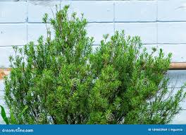 Image result for Suriana maritima