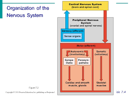 The structures of the pns are referred to as ganglia and the colors ascribed to these regions are what would be seen in fresh, or unstained, nervous the nervous system can also be divided on the basis of its functions, but anatomical divisions and. Chapter 7 The Nervous System Ppt Video Online Download