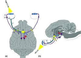 Image result for Optical Reflex