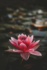 100 Lily Pictures Download Free Images On Unsplash Flowers Photography Wallpaper Lotus Flower Pictures Beautiful Flowers Photography
