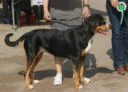 We did not find results for: Greater Swiss Mountain Dog Wikipedia