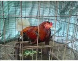 Obat Ampuh Berak Hijau Pada Ayam Ayam Juara Hijau Ayam Juara
