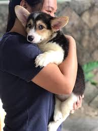 Discover the magic of the internet at imgur, a community powered entertainment destination. Welsh Corgi Puppies For Sale Charlotte Nc 295343