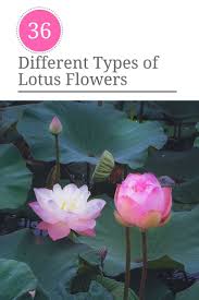 36 Different Types Of Lotus Flowers Lotus Flower Lotus Flowers