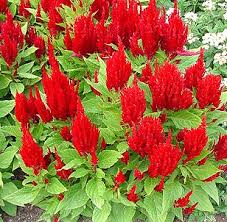 Celosia Fresh Look Red Plantas Flores Celosia