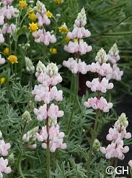 Image result for Lupinus