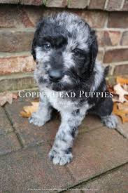75% toilet trained at 5 weeks old using the misty method, will kno. F1 Blue Merle Labradoodle Labradoodle Puppy Puppies Labradoodle