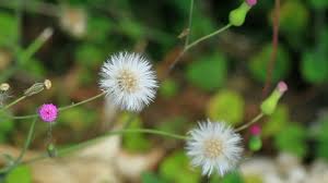 Image result for Pseudoconyza viscosa