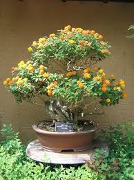 Lantana Bonsai In Colorado Colorado Rocky Mountain Bonsai Suiseki