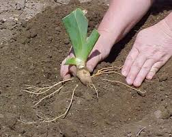 Planting, Growing, Seeds and Caring for Irises