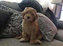 Here in our home, in kelowna, british columbia, canada we raise some of the best doodles available. Trimming Multigen Labradoodle Nails Texas Australian Labradoodles