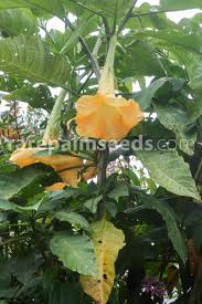 Image result for Aeollanthus suaveolens