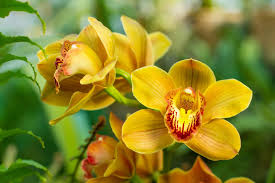 Image result for Orchidaceae