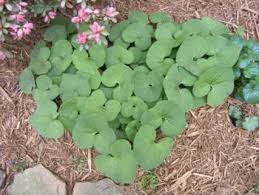 From wine to jelly to grape juice along with our native american grape dumplings, wild grapes have been a main foraging food in oklahoma. Medicinal Plants Herbs And Trees Of Missouri Missouri S Natural Heritage Washington University In St Louis