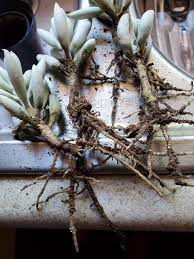 It can spread quickly and kill a plant in days. Experienced Help I Ve Looked Over All The Senecio Haworthii Caputia Tomentosa Photos On Reddit And Can T 100 Confirm If This Is Rot Or Not My Bf Picked It Out On A Lowes Trip