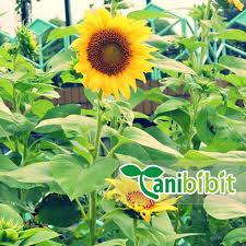 Video memanen bunga matahari untuk bahan pembuatan kuaci. Jual Bibit Tanaman Bunga Matahari Pohon Helianthus Annuus Kab Bogor Tani Bibit Tokopedia