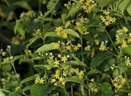 Image result for Secamone parvifolia