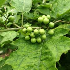Image result for Solanum torvum