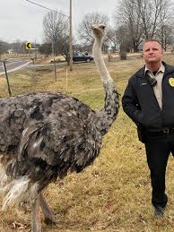 A very large bird from africa that cannot fly: Ostrich Left The Nest For An Unsupervised Walk In Missouri Neighborhood Krcg