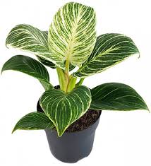 Philodendron White Measure Grun Weiss Gestreifte Baumfreund Fangblatt Karnivorenshop