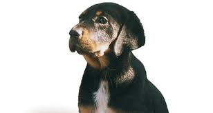 Image result for sedmihradský honič