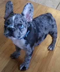We did not find results for: Healthy French Bulldogs That Are Owned By Us At Blue Wave French Bulldog Puppies