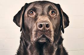 The closest thing to speaking for a dog is whining and whimpering, and a dog who cries out in pain is trying to tell you that something hurts bad. How To Know If Your Dog Is In Pain With One Lick To My Face Lucy Gave Me Peace Salon Com