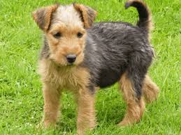 Image result for lakeland teriér