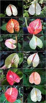Pin On Flower Business
