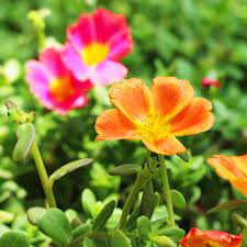 Keep your garden thriving and plant bulbs now to have amazing summer color. 5 Colorful Summer Blooms To Plant Now Calloway S Nursery