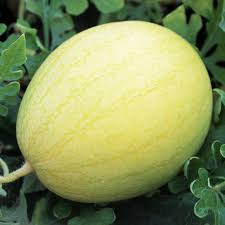 Hier sollte eine beschreibung angezeigt werden, diese seite lässt dies jedoch nicht zu. Deaflora Wassermelone Golden Midget Samen