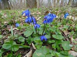 Image result for Scilla benguellensis