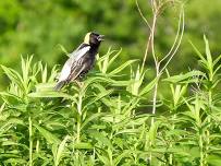 Uplands Center Bird Walk