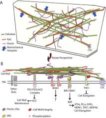 Check spelling or type a new query. Cell Wall Cytoskeleton And Cell Expansion In Higher Plants Sciencedirect