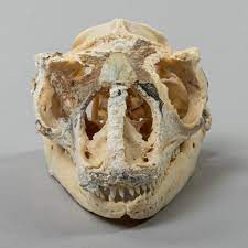 Real Rhinoceros Iguana Skeleton Rhinoceros Skeleton For Sale Iguana