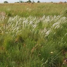 Image result for Melinis nerviglumis