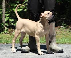 Look at pictures of presa canario puppies who need a home. Perro De Presa Canario Puppies For Sale Upper Marlboro Md 282024
