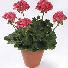 Zonal Geranium Elanos Mosaic Red Geraniums Perennial Plants Flowers