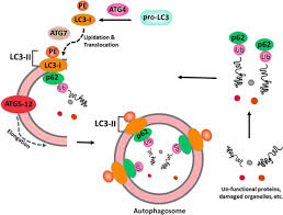 Chemical composition in jordanian camel milk (camelus dromedarius) has been monitored in jordan over one year; Nutritional And Therapeutic Perspectives Of Camel Milk And Its Protein Hydrolysates A Review On Versatile Biofunctional Properties Sciencedirect