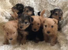 ✅ browse our daily deals for even more savings! Gch Ellenside Red Ike At Eskwyre Is The Ike The Lakeland Terrier Facebook