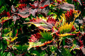 Image result for Coleus rhodesianum