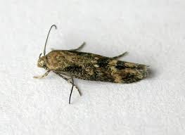 Image result for Mompha miscella