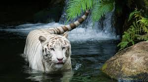 The tiger is one of the most gorgeous creatures on earth, and dedicated unsplash photographers have ventured into the jungle and captured tigers in all of their glory. 71 White Tiger Wallpaper Hd On Wallpapersafari